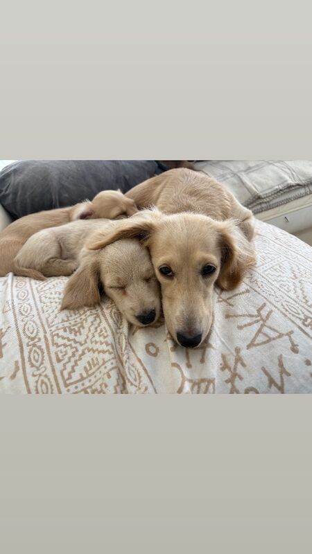 Jo Truscott - Dachshund Breeder on Dachshund Owners - Image 9