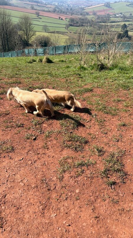 Jo Truscott - Dachshund Breeder - Image 10