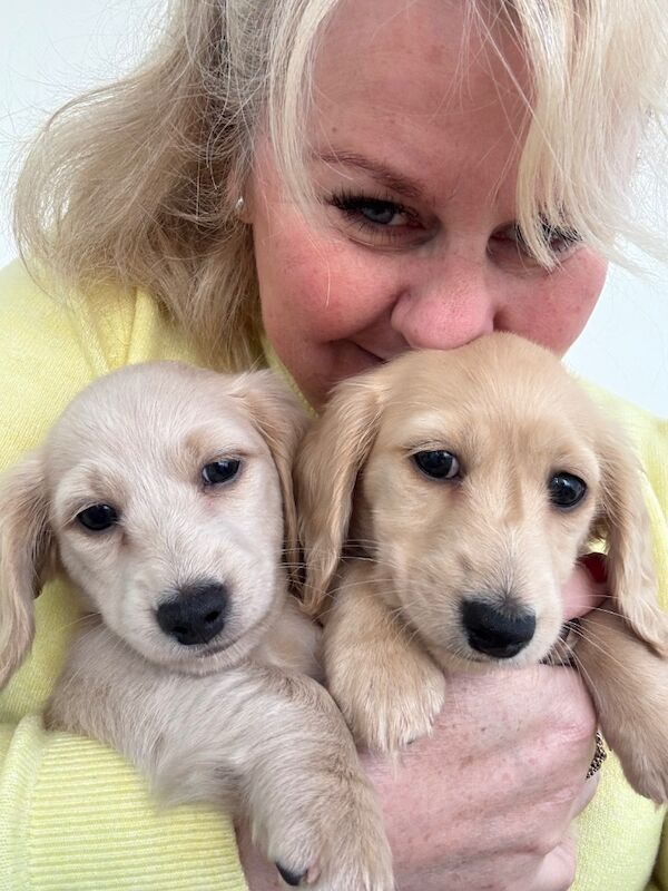 Jo Truscott - Dachshund Breeder on Dachshund Owners - Image 12