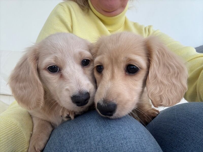 Jo Truscott - Dachshund Breeder on Dachshund Owners - Image 13