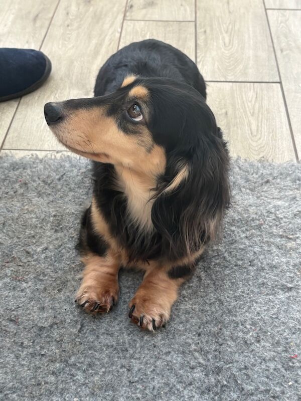 Jo Truscott - Dachshund Breeder on Dachshund Owners - Image 14