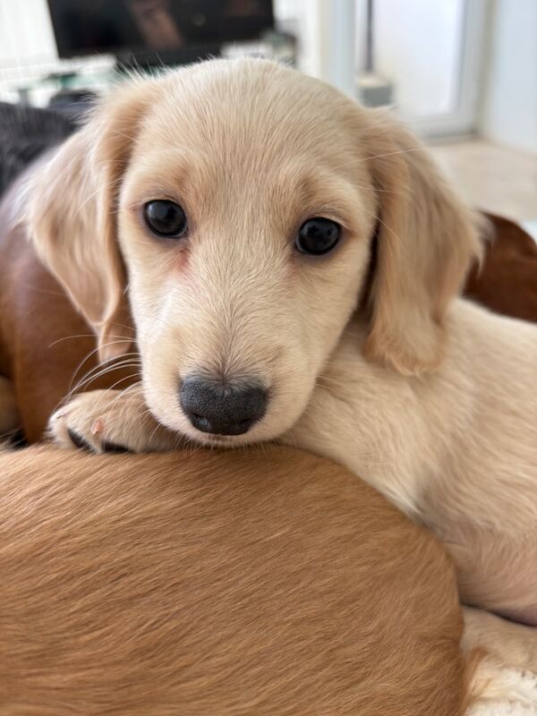 Jo Truscott - Dachshund Breeder - Image 15