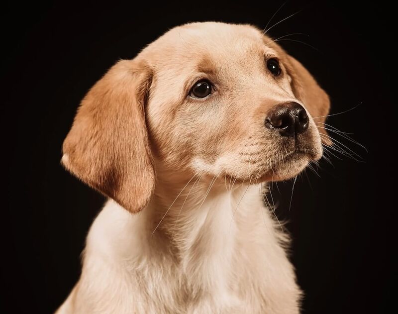 Katie Bunyan - Licensed Dachshund Breeder - Image 1