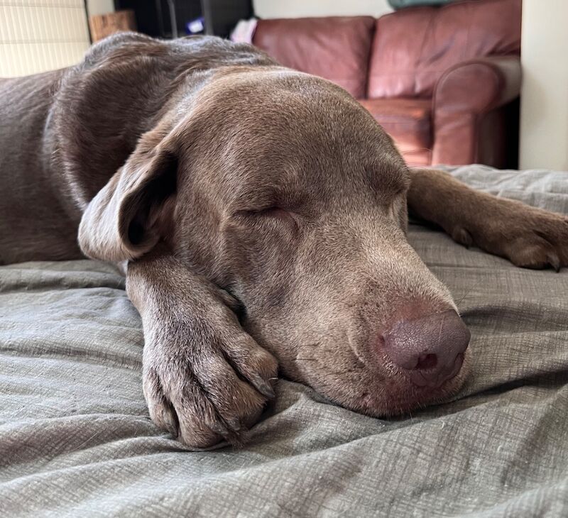 Katie Bunyan - Licensed Dachshund Breeder on Dachshund Owners - Image 5