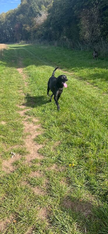 Katie Bunyan - Licensed Dachshund Breeder - Image 9