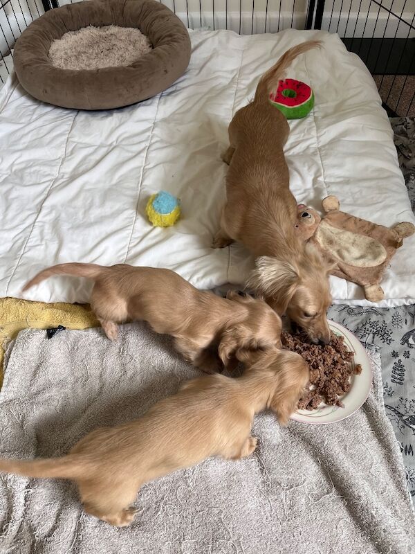 Katie Bunyan - Licensed Dachshund Breeder on Dachshund Owners - Image 10