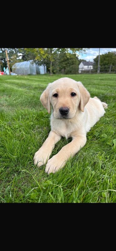 Katie Bunyan - Licensed Dachshund Breeder on Dachshund Owners - Image 11