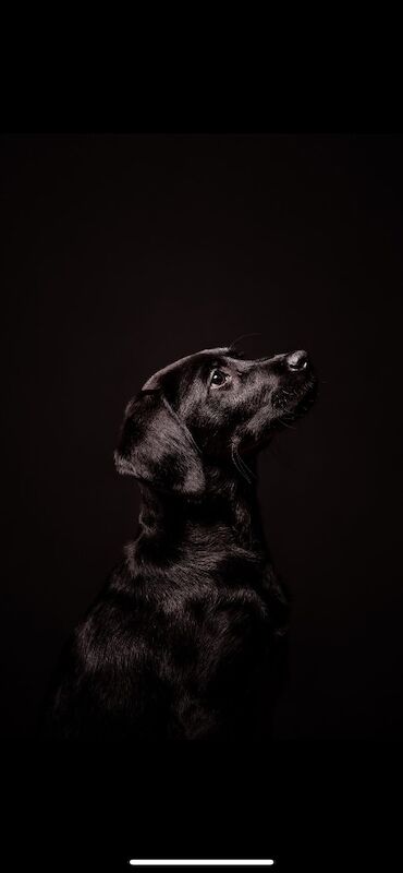 Katie Bunyan - Licensed Dachshund Breeder - Image 13