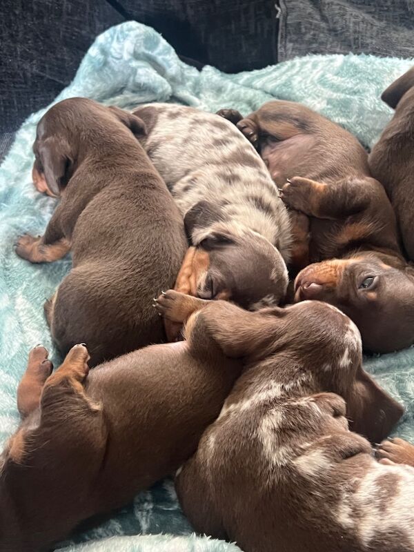 Lexi - Private Seller on Dachshund Owners - Image 1