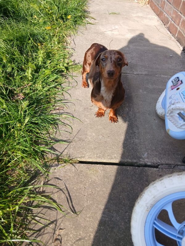 Lexi - Private Seller on Dachshund Owners - Image 2