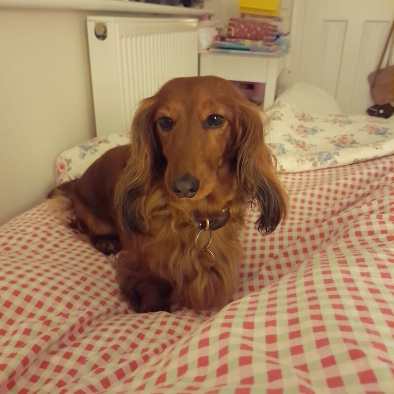 Pinky Laing-Stamm - Dachshund Breeder - Image 1