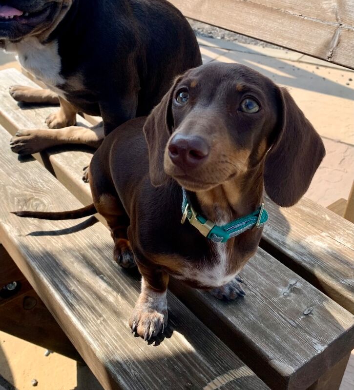 Ruby - Dachshund Breeder on Dachshund Owners - Image 1