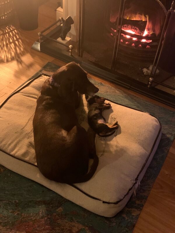 Ruby - Dachshund Breeder - Image 2