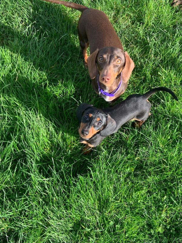 Ruby - Dachshund Breeder - Image 3