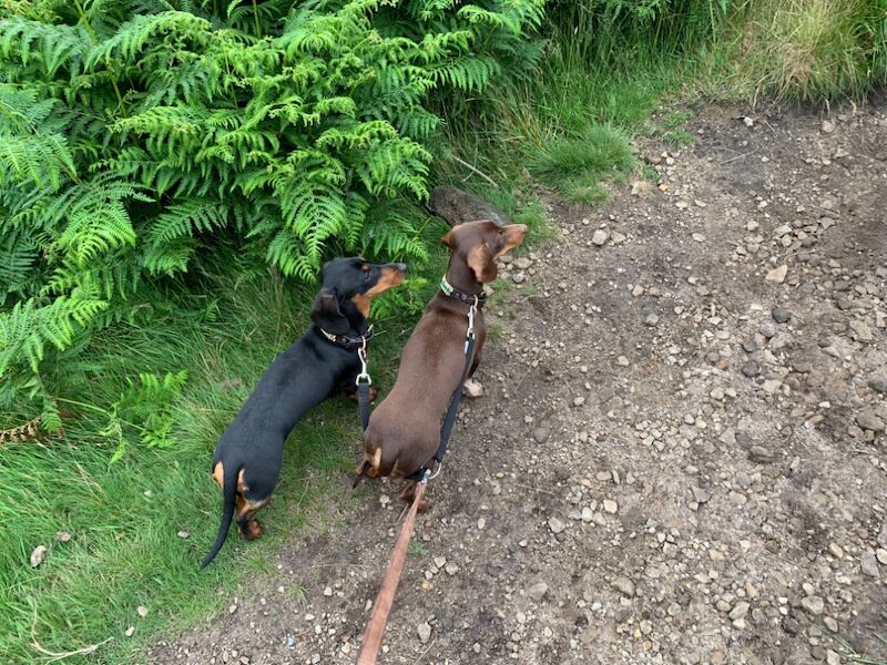 Ruby - Dachshund Breeder on Dachshund Owners - Image 4