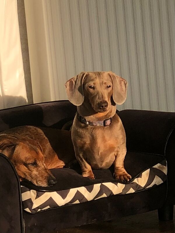 S Lloyd - Licensed Dachshund Breeder on Dachshund Owners - Image 1