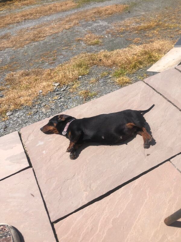 S Lloyd - Licensed Dachshund Breeder on Dachshund Owners - Image 2