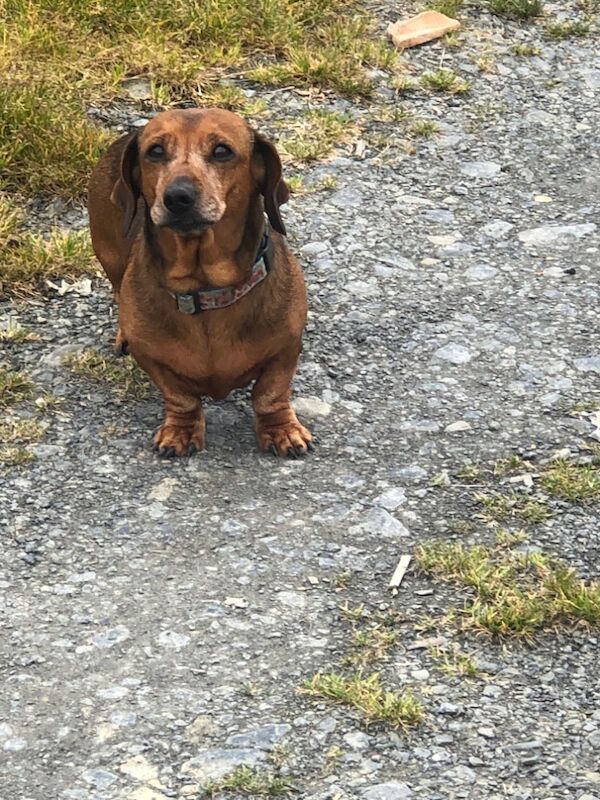 S Lloyd - Licensed Dachshund Breeder on Dachshund Owners - Image 3
