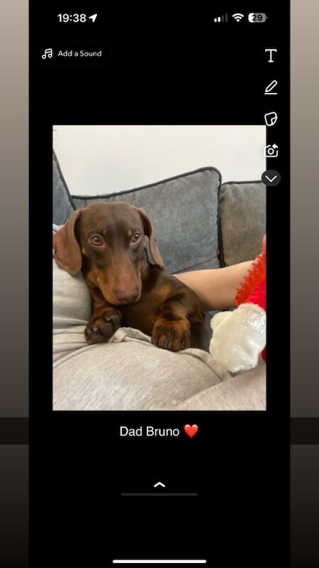 Gemma - Private Seller on Dachshund Owners - Image 1