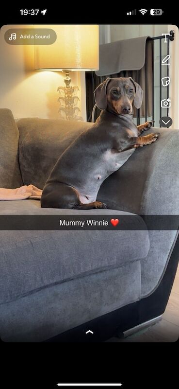 Gemma - Private Seller on Dachshund Owners - Image 2