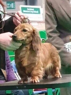 Stefanie S Millington - Licensed Dachshund Breeder - Image 1