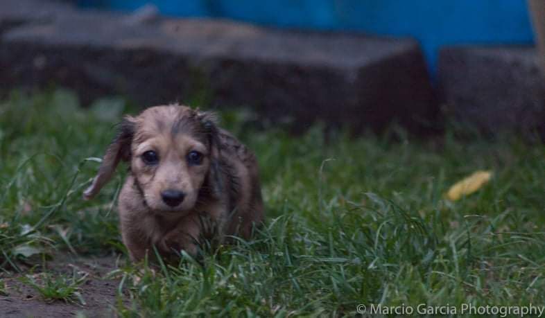 Stefanie S Millington - Licensed Dachshund Breeder - Image 2