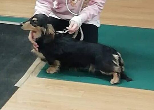 Stefanie S Millington - Licensed Dachshund Breeder - Image 3