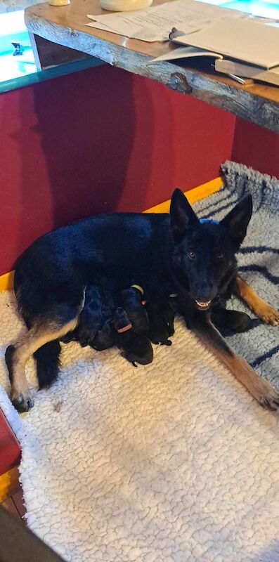 Stefanie S Millington - Licensed Dachshund Breeder on Dachshund Owners - Image 4