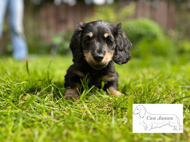Stefanie S Millington - Licensed Dachshund Breeder - Image 5