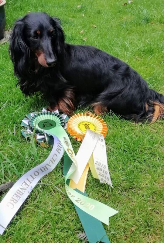 Stefanie S Millington - Licensed Dachshund Breeder on Dachshund Owners - Image 6