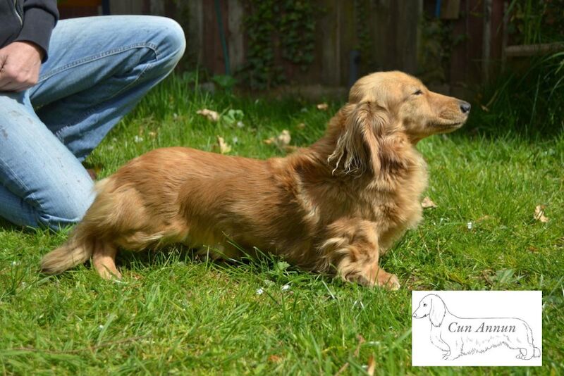 Stefanie S Millington - Licensed Dachshund Breeder - Image 7