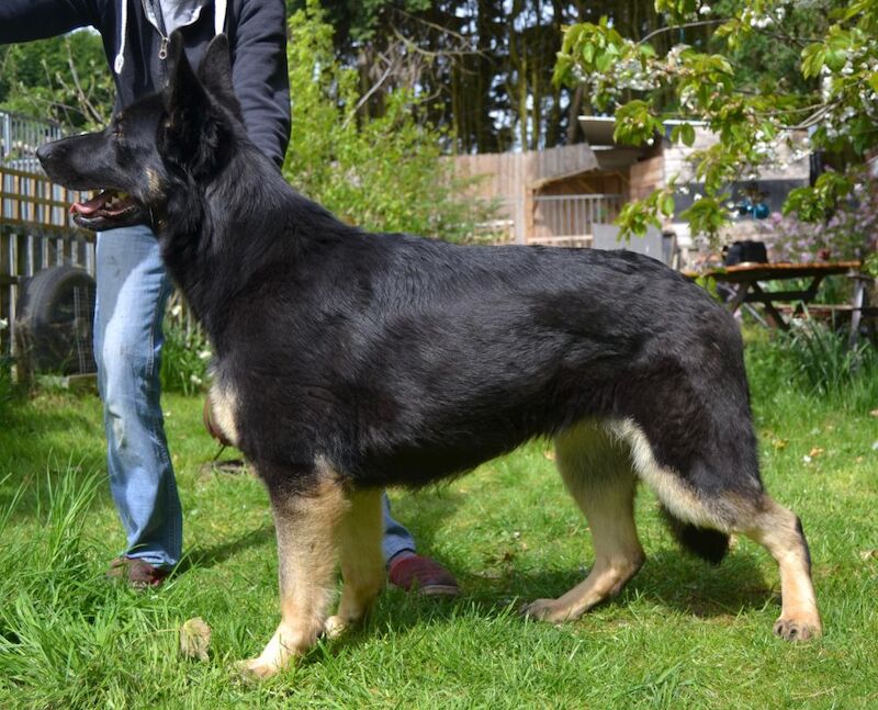 Stefanie S Millington - Licensed Dachshund Breeder - Image 10