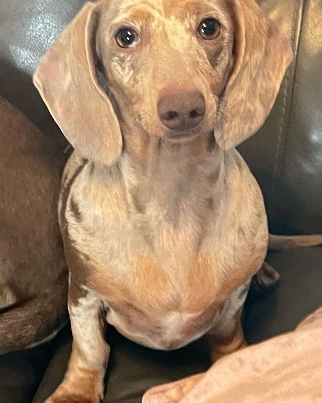 T M C - Dachshund Breeder - Image 1