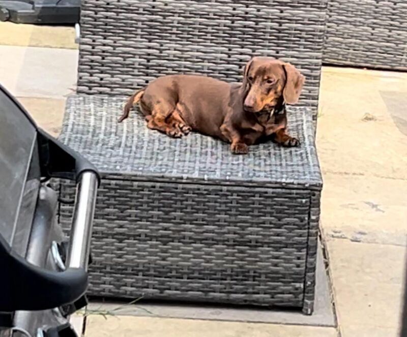 Tracy - Licensed Dachshund Breeder - Image 2