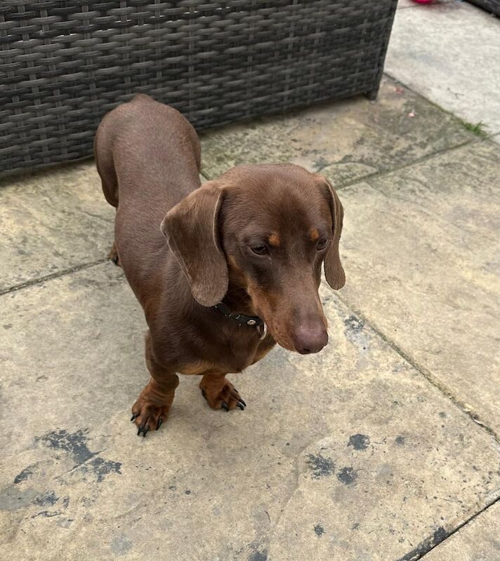 Tracy - Licensed Dachshund Breeder on Dachshund Owners - Image 5