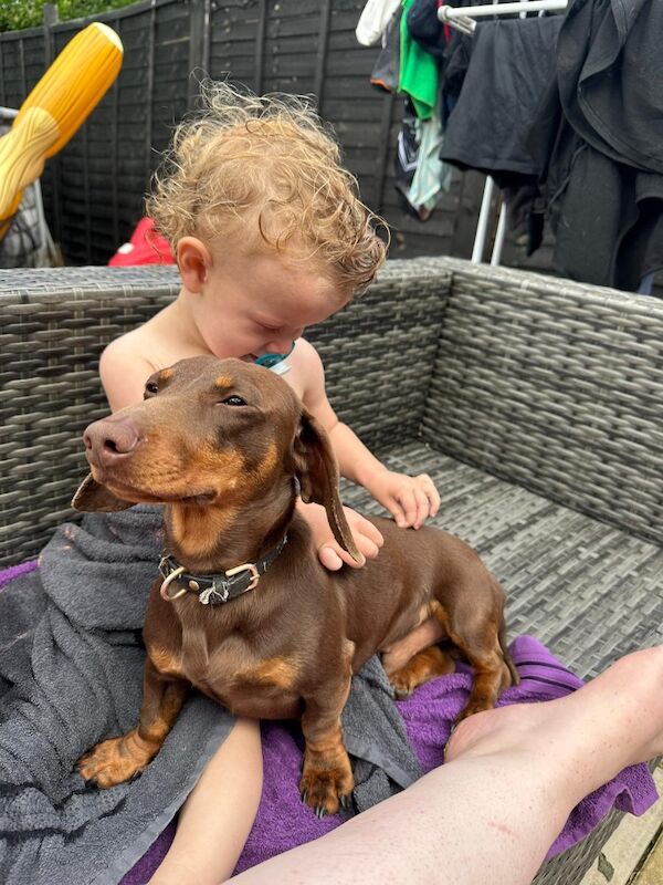 Tracy - Licensed Dachshund Breeder - Image 6
