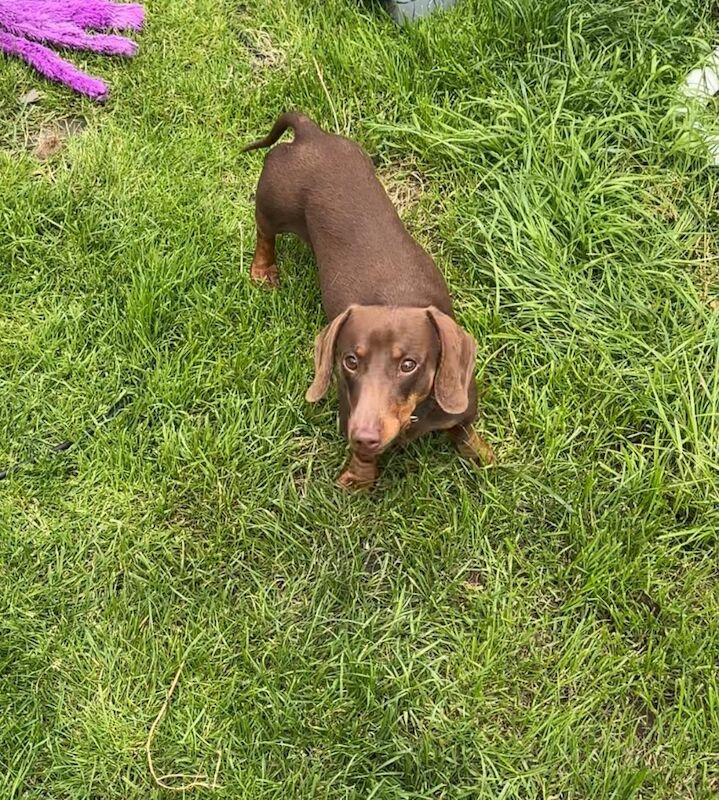 Tracy - Licensed Dachshund Breeder on Dachshund Owners - Image 7