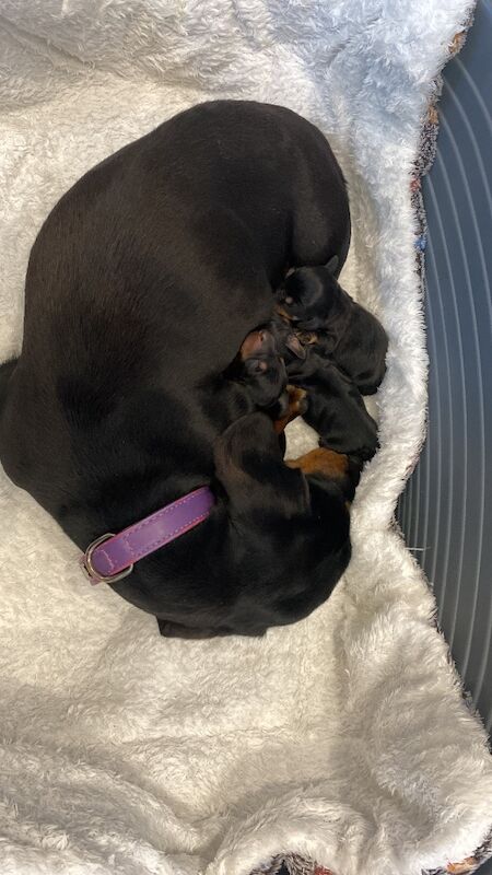 Tracy - Licensed Dachshund Breeder on Dachshund Owners - Image 8