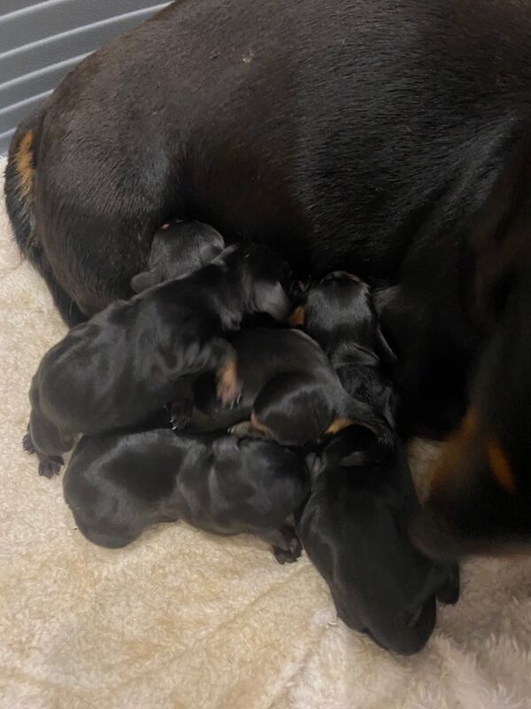 Tracy - Licensed Dachshund Breeder on Dachshund Owners - Image 9
