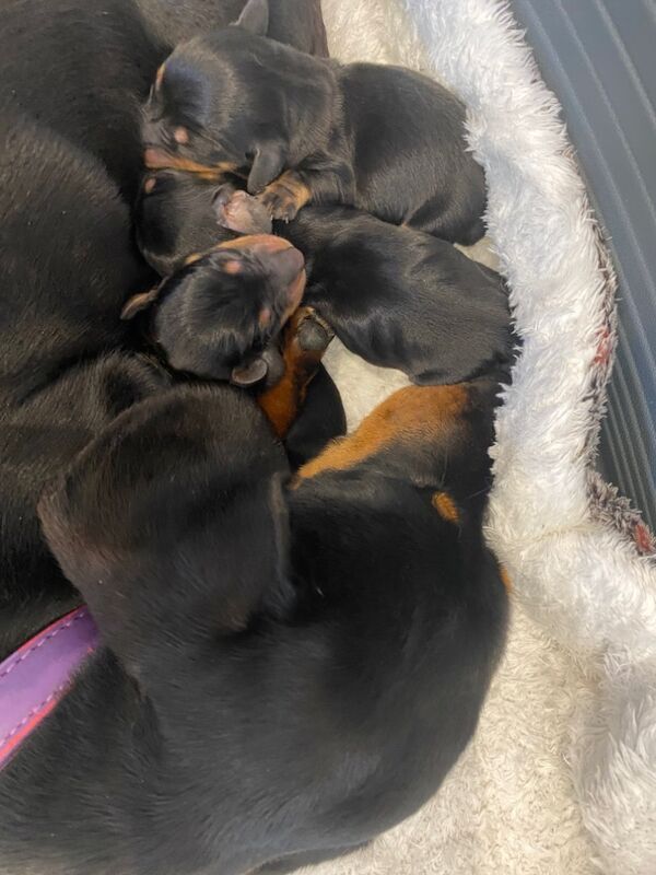 Tracy - Licensed Dachshund Breeder - Image 10