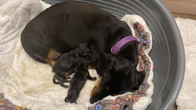 Tracy - Licensed Dachshund Breeder on Dachshund Owners - Image 11