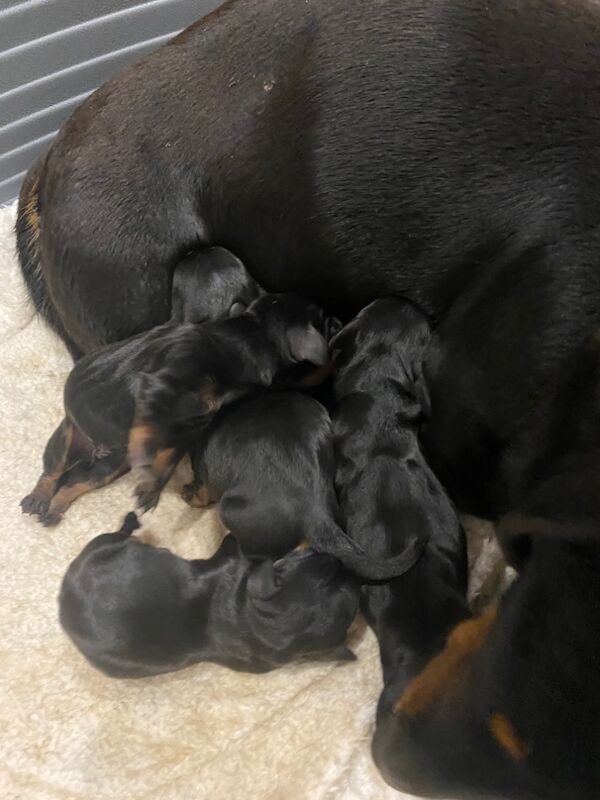 Tracy - Licensed Dachshund Breeder on Dachshund Owners - Image 12