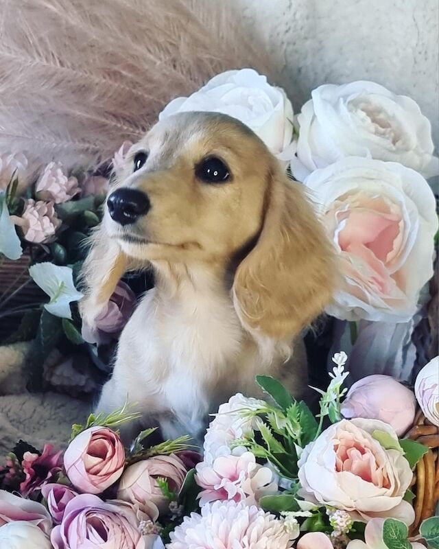 Vanessa smith - Licensed Dachshund Breeder on Dachshund Owners - Image 1