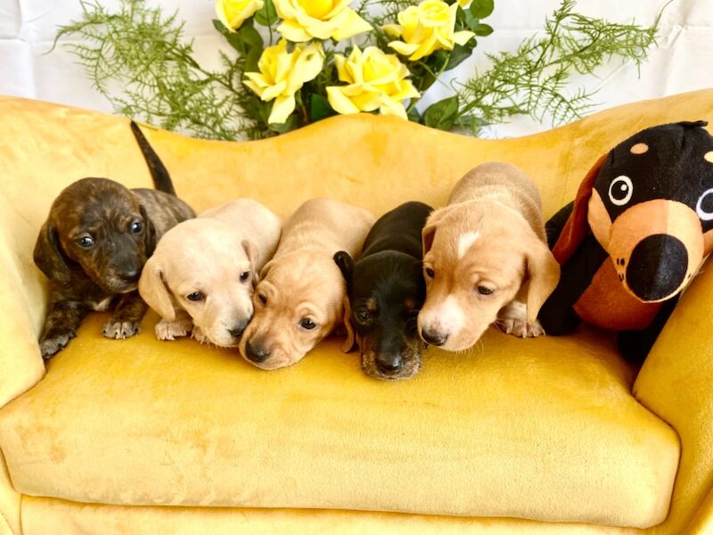 Vanessa smith - Licensed Dachshund Breeder - Image 2